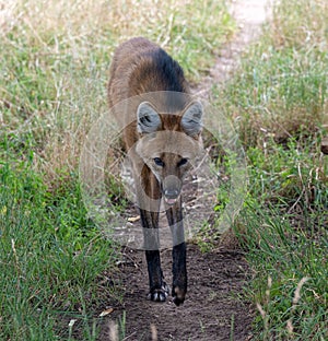 Maned Wolf (Chrysocyon brachyurus)