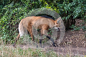 Maned Wolf (Chrysocyon brachyurus)