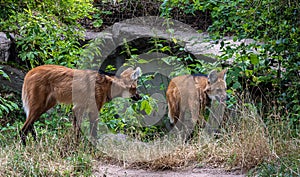 Maned Wolf (Chrysocyon brachyurus)