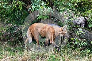 Maned Wolf (Chrysocyon brachyurus)