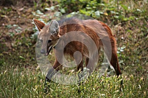 Maned wolf (Chrysocyon brachyurus).