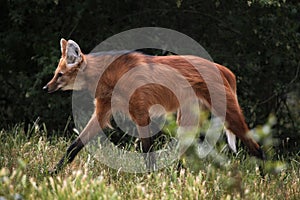 Maned wolf (Chrysocyon brachyurus).