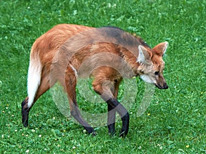 Maned wolf (Chrysocyon brachyurus)