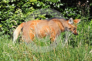 Maned wolf Chrysocyon brachyurus