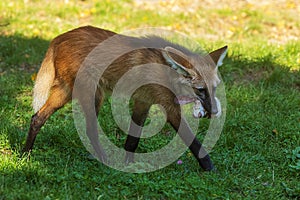 Maned wolf  Chrysocyon brachyurus bearing the head of a dead animal