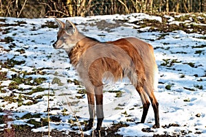 The Maned Wolf, Chrysocyon brachyurus is the largest canid of South America