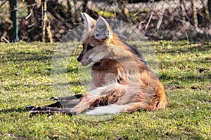 The Maned Wolf, Chrysocyon brachyurus is the largest canid of South America