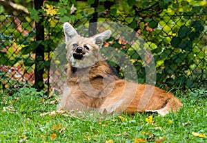 The Maned Wolf, Chrysocyon brachyurus is the largest canid of South America