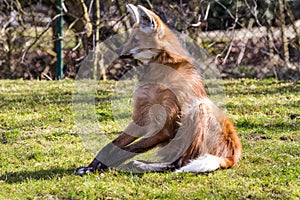 The Maned Wolf, Chrysocyon brachyurus is the largest canid of South America