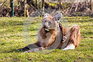 The Maned Wolf, Chrysocyon brachyurus is the largest canid of South America