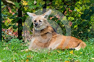 The Maned Wolf, Chrysocyon brachyurus is the largest canid of South America