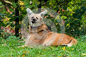 The Maned Wolf, Chrysocyon brachyurus is the largest canid of South America