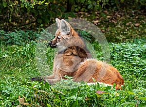 The Maned Wolf, Chrysocyon brachyurus is the largest canid of South America