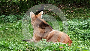 The Maned Wolf, Chrysocyon brachyurus is the largest canid of South America