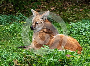 The Maned Wolf, Chrysocyon brachyurus is the largest canid of South America