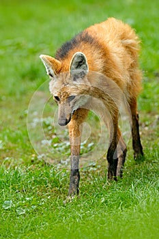 Maned wolf, Chrysocyon brachyurus, largest canid of South America. Wild dog in the nature habitat. Wolf in the green Grass, Argent