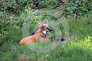 The maned wolf Chrysocyon brachyurus lying in thick grass with its mouth open. The largest South American canine beast in the