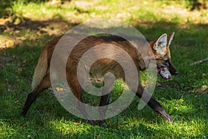 Maned wolf  Chrysocyon brachyurus photographed close up