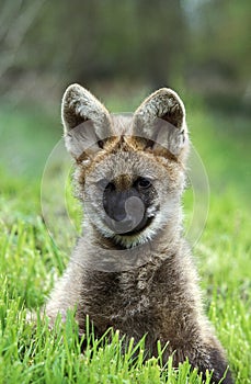 Maned Wolf, chrysocyon brachyurus, Pup sitting on Grass