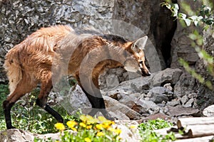 Maned wolf Chrysocyon brachyurus in the rock