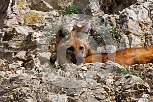 Maned wolf Chrysocyon brachyurus  on a rock
