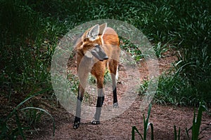 Maned Wolf - South America Canid