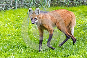 Maned wolf (Chrysocyon brachyurus) photo