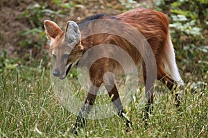 Maned wolf (Chrysocyon brachyurus).