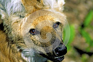 Maned Wolf Close-up  21179