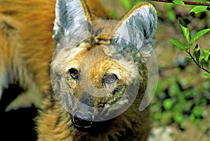 Maned Wolf Close-up  21180