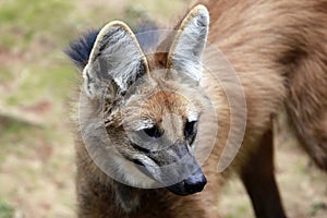 Maned wolf closeup photo