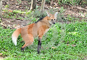Maned wolf