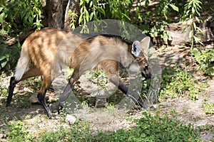 Maned wolf in the forest in the run