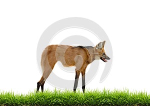 Maned wolf with green grass isolated