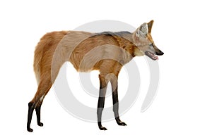 Maned wolf
