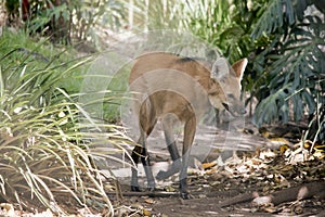 The maned wolf is a large canine of South America