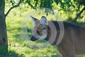 Maned wolf looking out