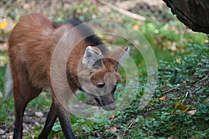 Maned wolf looking out