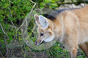Maned wolf looking out