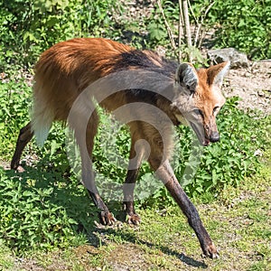 Maned wolf