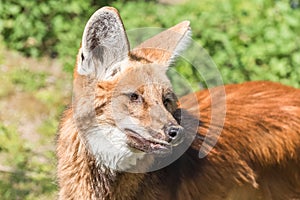 Maned wolf