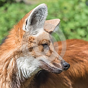 Maned wolf