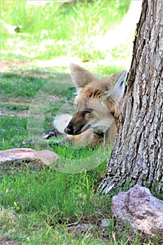 Maned Wolf, Phoenix Zoo, Arizona Center for Nature Conservation, Phoenix, Arizona, United States