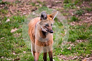 Maned wolf portrait