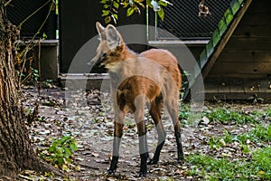 Maned wolf is a predatory mammal of the canine family