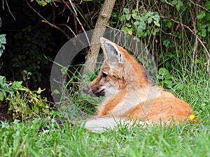 Maned wolf resting - closeup view