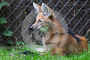 A Maned Wolf is resting in the forest