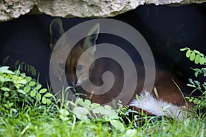 A Maned Wolf is resting in the forest