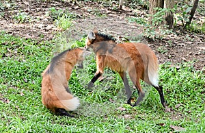 Maned wolf