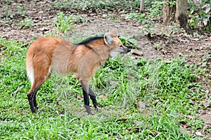 Maned wolf